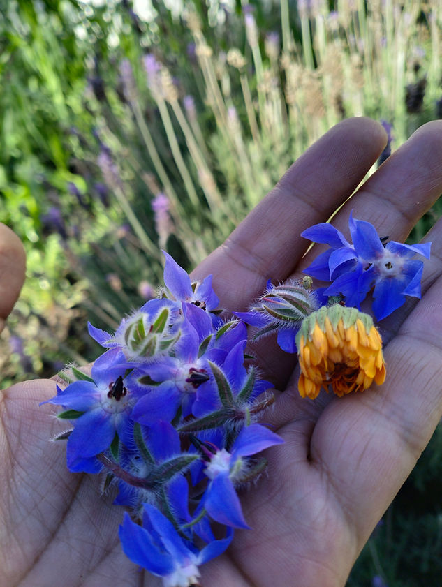 flores en la mano.jpg