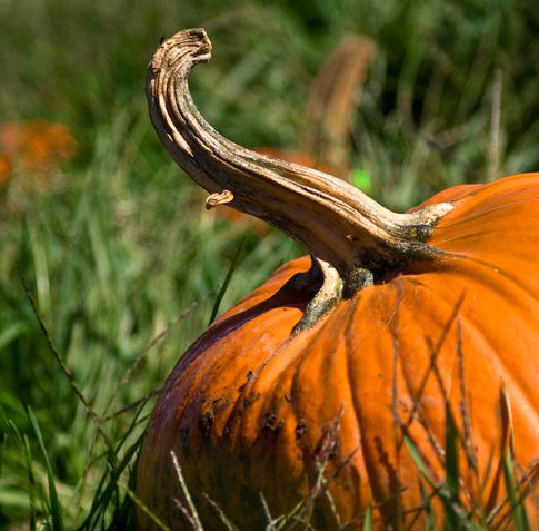 how-to-grow-pumpkin-1531249873.jpg