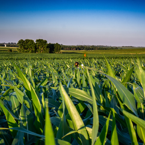 Cutting the Corn Maze