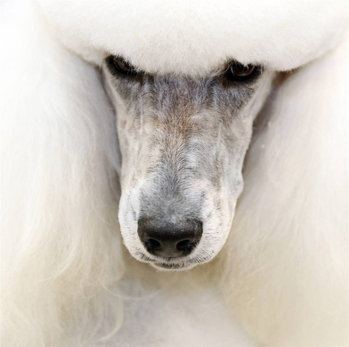 Love of fur