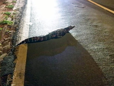 Agressivo, jacaré é capturado em avenida de Presidente Bernardes