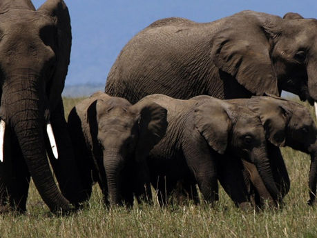 Jovem Veterinária morre espezinhada por elefante