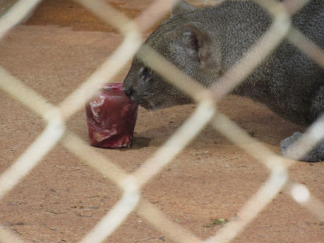 Nos dias de calor, animais da Cidade Da Criança se refrescam com frutas congeladas que para eles aca