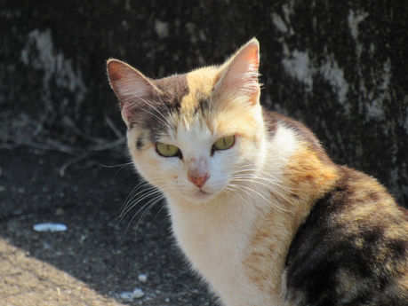 Cidade da Criança inicia programa de incentivo a adoção de animais