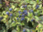 Foraging and identification of blackthorn (Prunus spinosa)