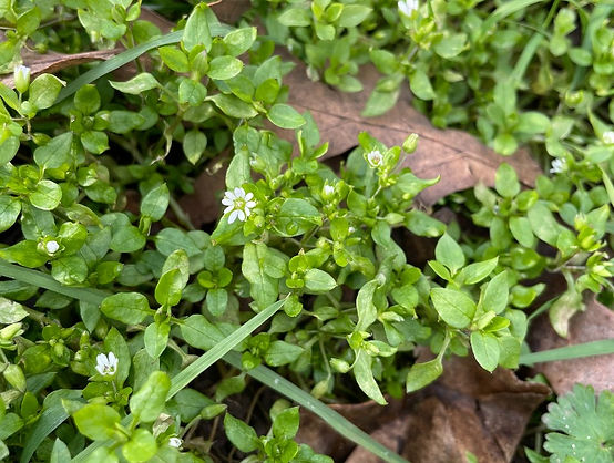 Chickweed - Stellaria media