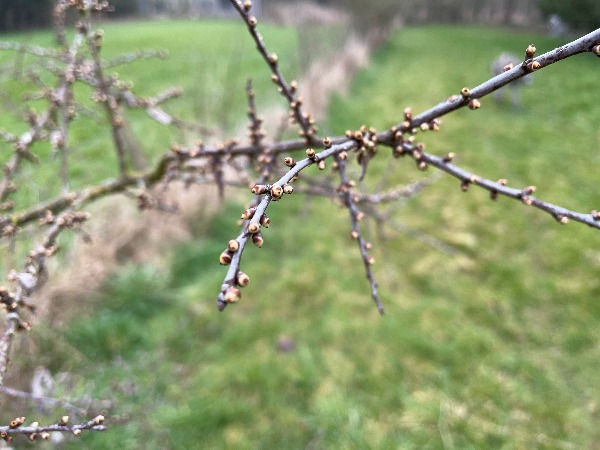 The stem of blackthorn (Prunus spinosa)