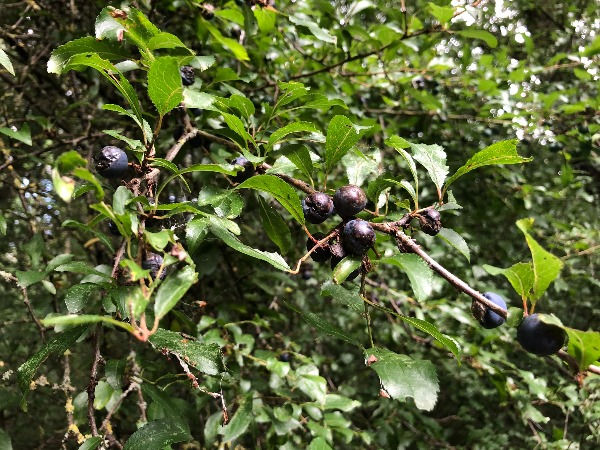 Sloes, the fruit of bullace (Prunus domestica spp. institia)