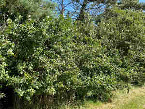 Bullace identification | UK foraging