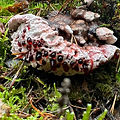 Devil's tooth fungus