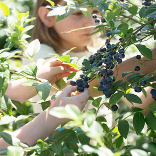 Otway Blueberries, Otway Harvest Trail