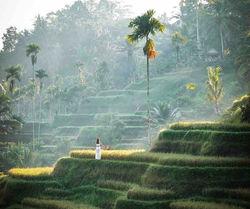 ubud 1