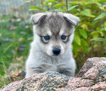 Misia (Ancient Bond of Umbral Spirits), an Alaskan Klee Kai puppy peeking over a rock