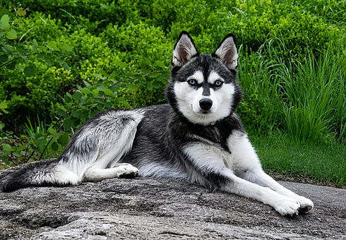 Lär känna Shadow, vår importerade Alaskan Klee Kai från USA. Här hittar du information om hennes hälsotester, stamtavla, genetik, temperament och roll i vårt avelsarbete.