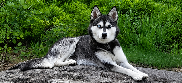 Lär känna Shadow, vår importerade Alaskan Klee Kai från USA. Här hittar du information om hennes hälsotester, stamtavla, genetik, temperament och roll i vårt avelsarbete.