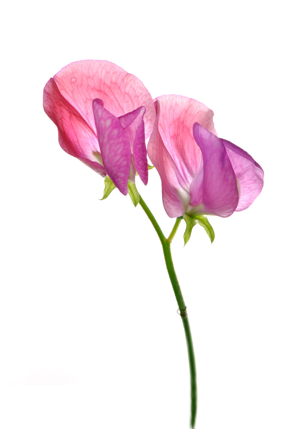 pink sweet pea bloom on white background, watercolour effect
