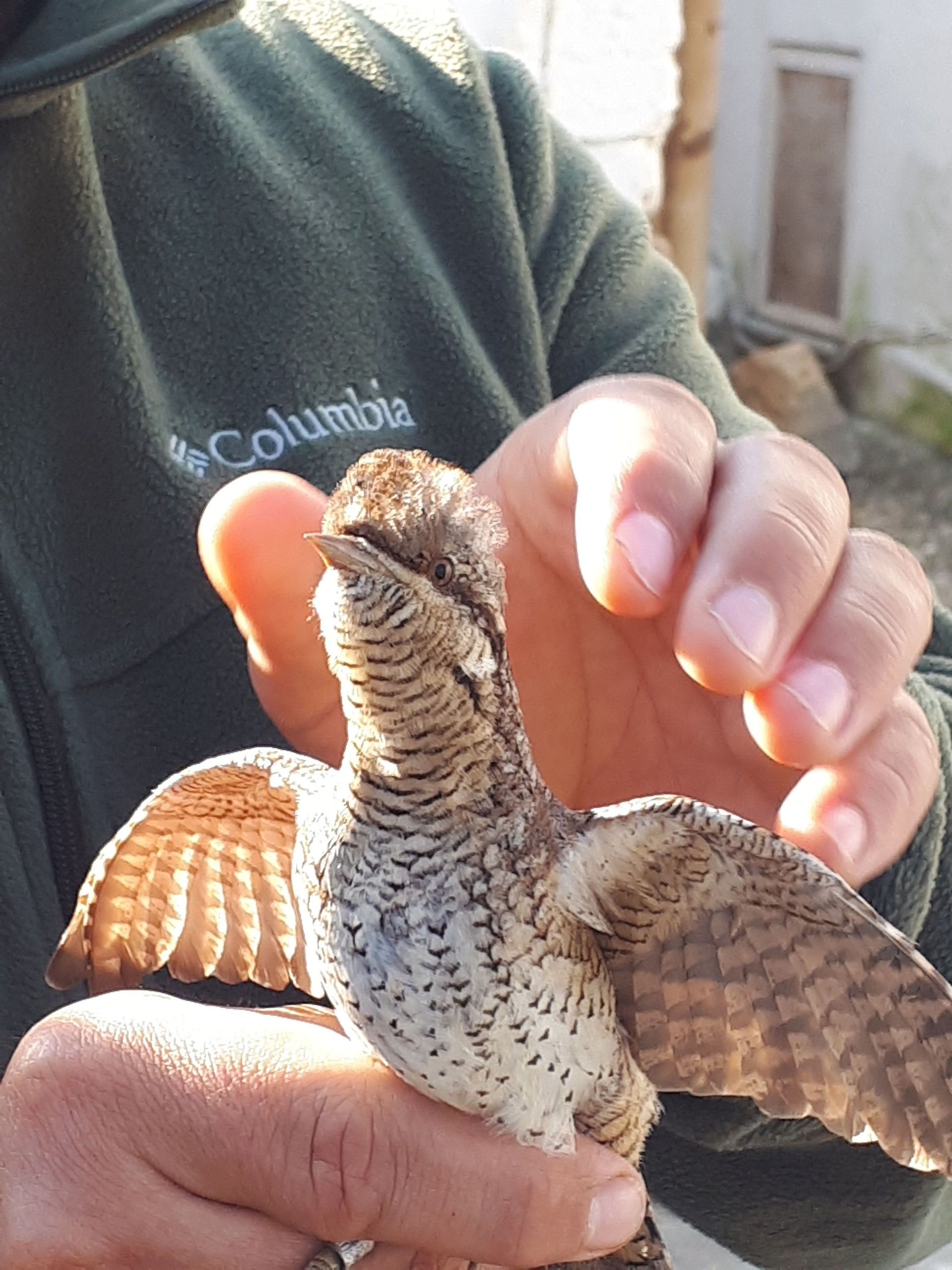 primo torcicollo dell'anno