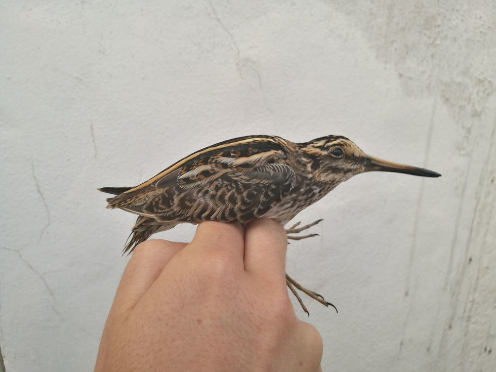 Jack snipe