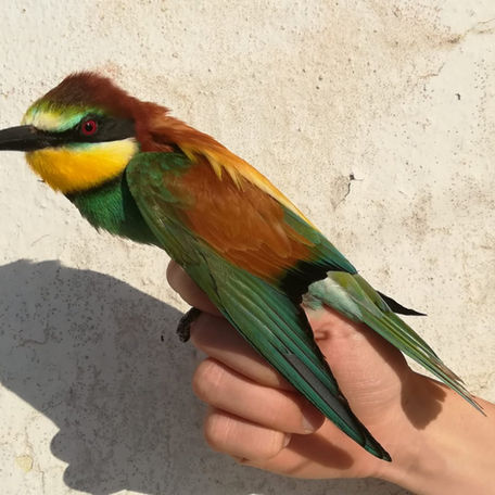 Il Giorno Mondiale degli Uccelli Migratori. World Migratory Bird Day.
