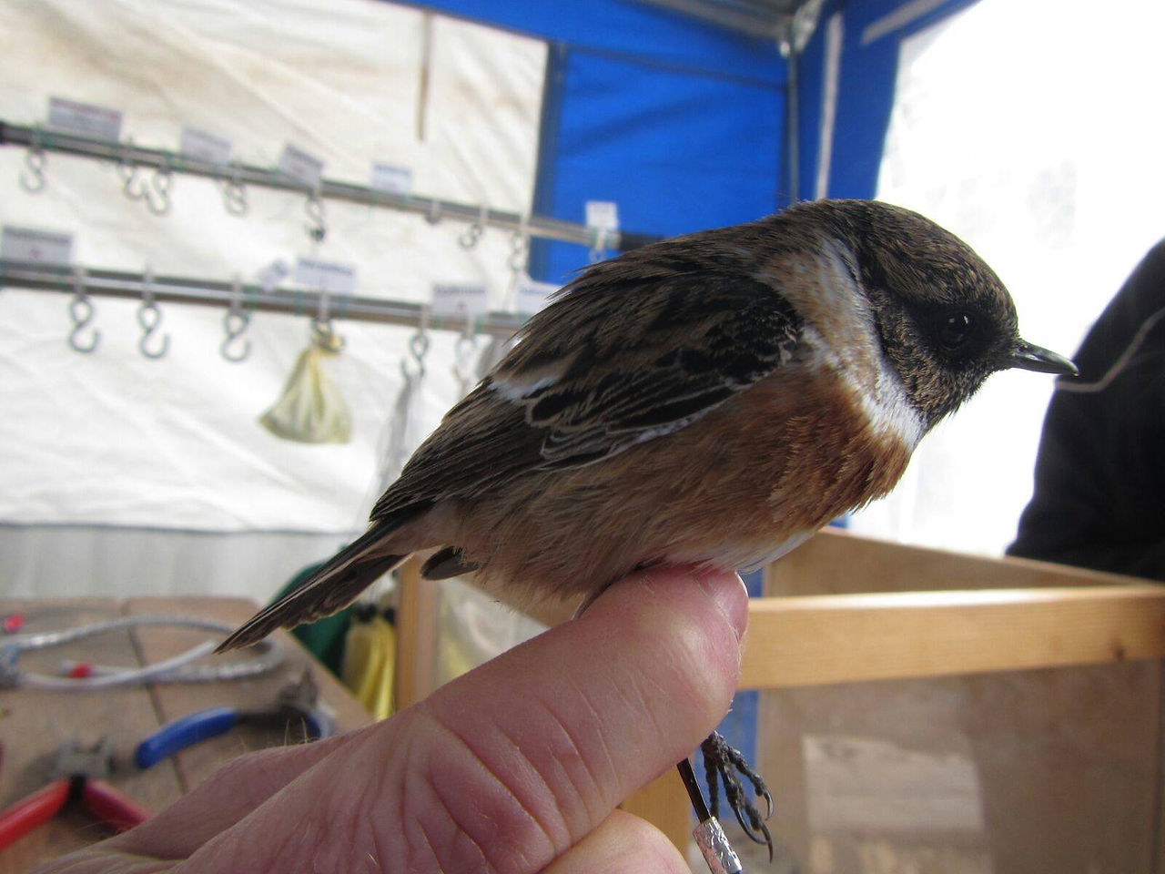 Saxixola rubicola (Linnaeus, 1766)