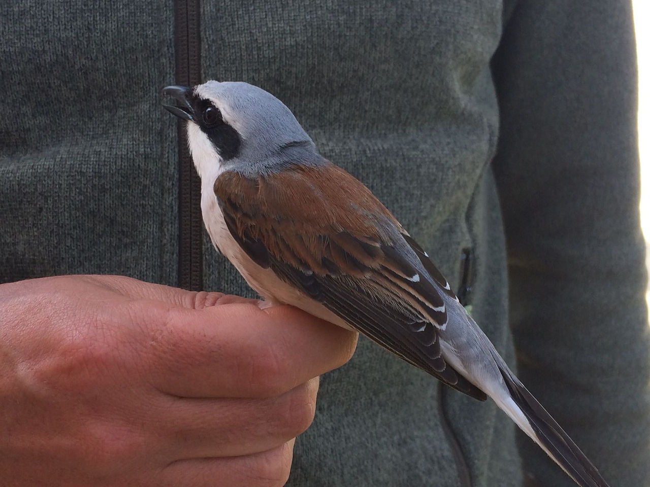 Averla piccola - Red-backed Shrike