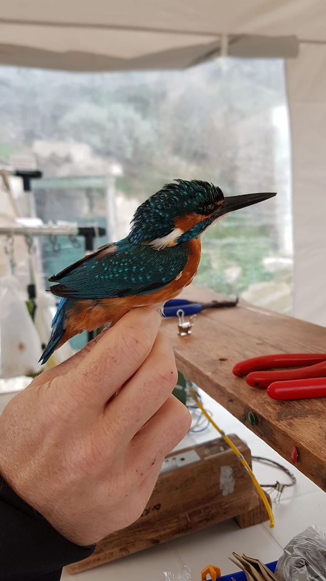martinpescatore