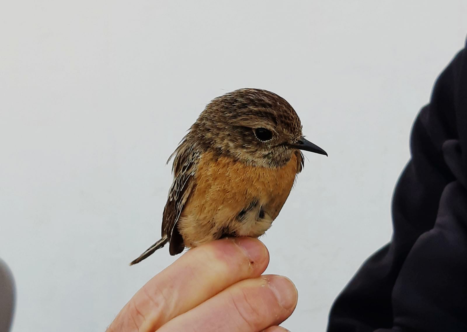 Saxicola torquatus