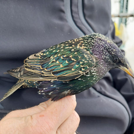 Quiete e storni. Quiet and starlings.