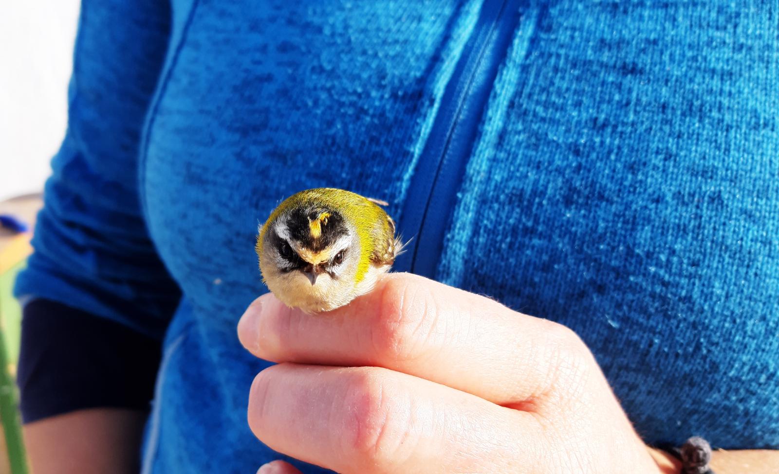 Regulus ignicapilla
