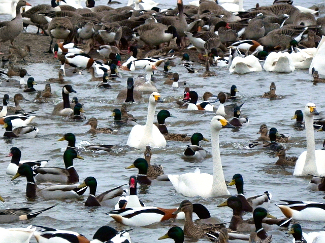 uccelli acquatici - wildfowl