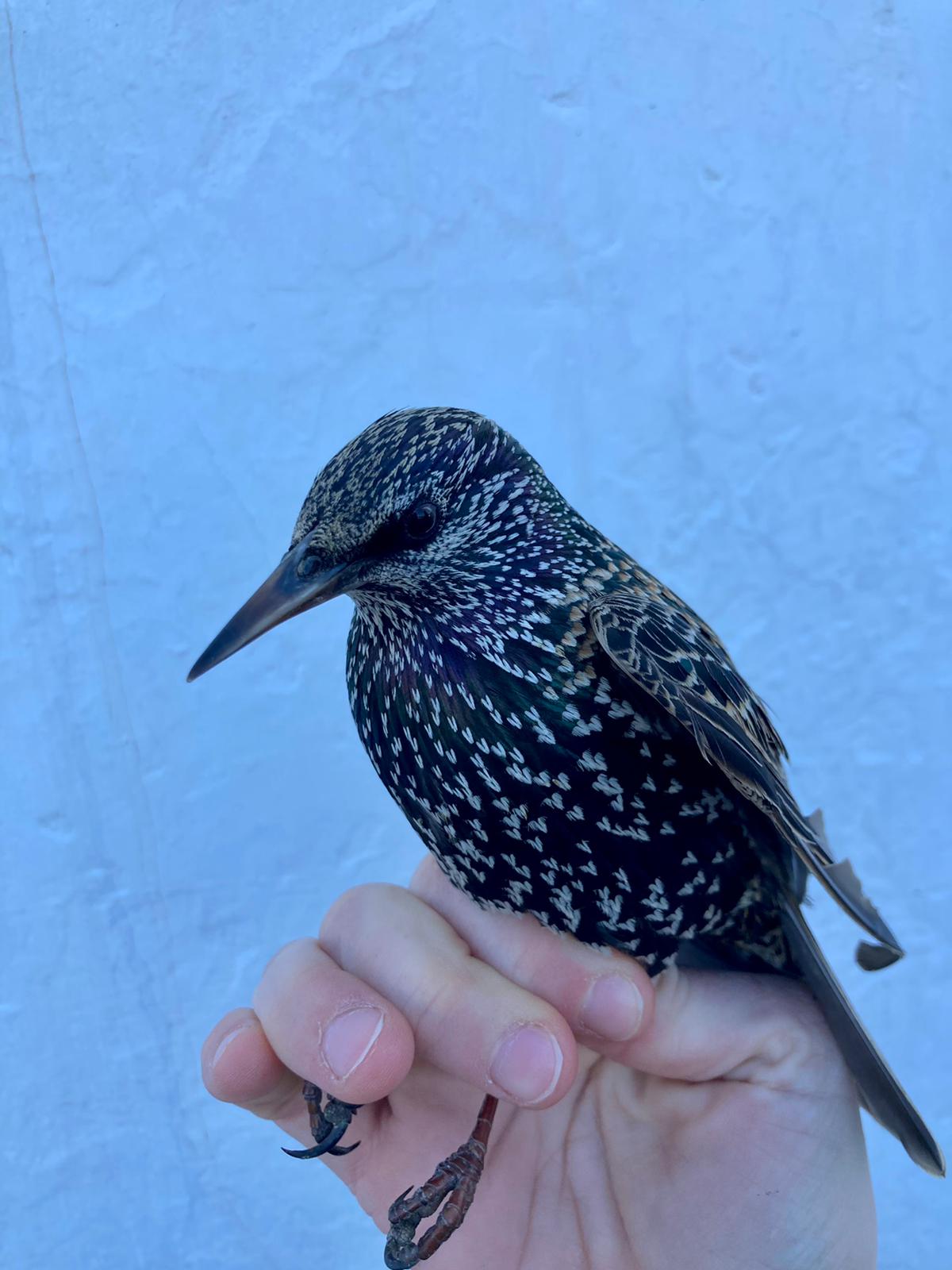 Sturnus vulgaris