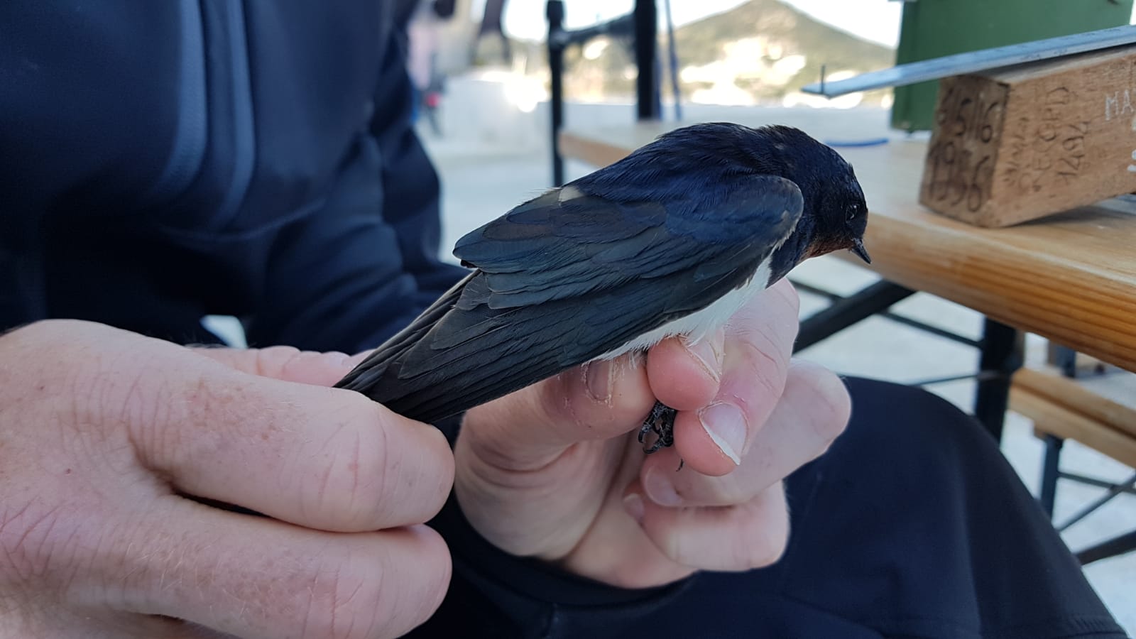 Hirundo rustica