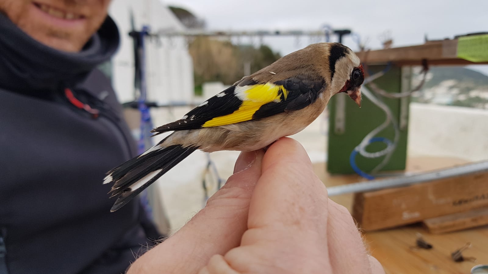 Carduelis carduelis