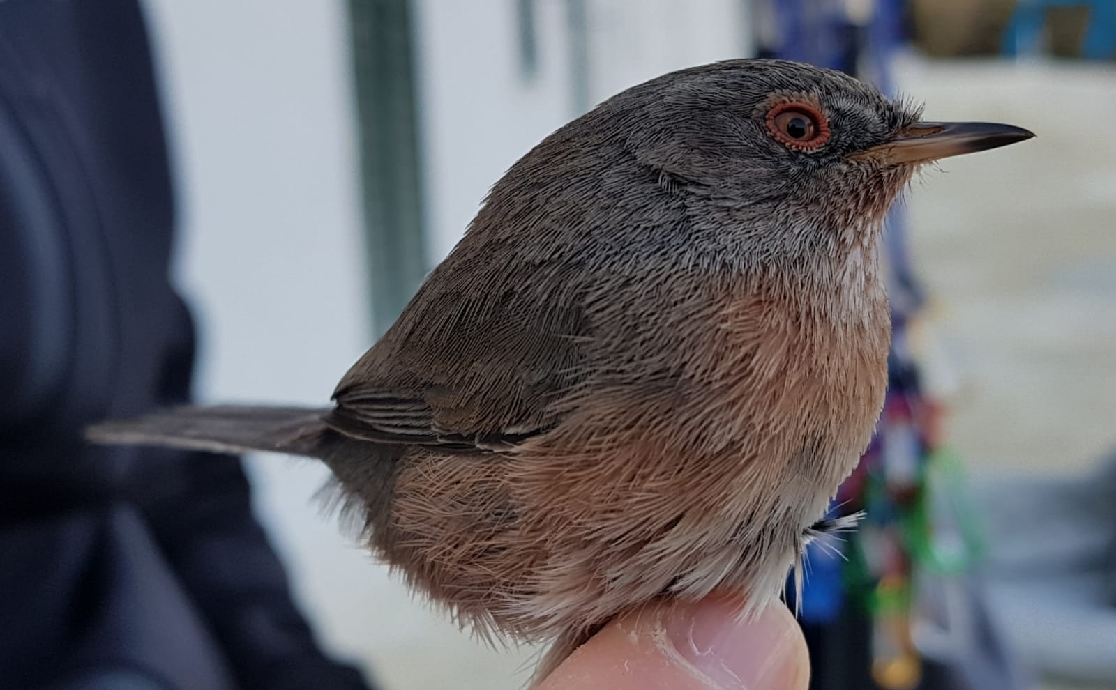 Curruca undata
