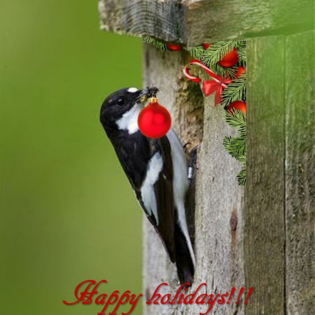 Felici vacanze di Natale! Enjoy Christmas holidays!