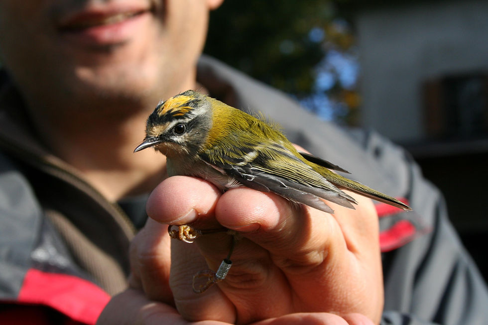 Firecrest