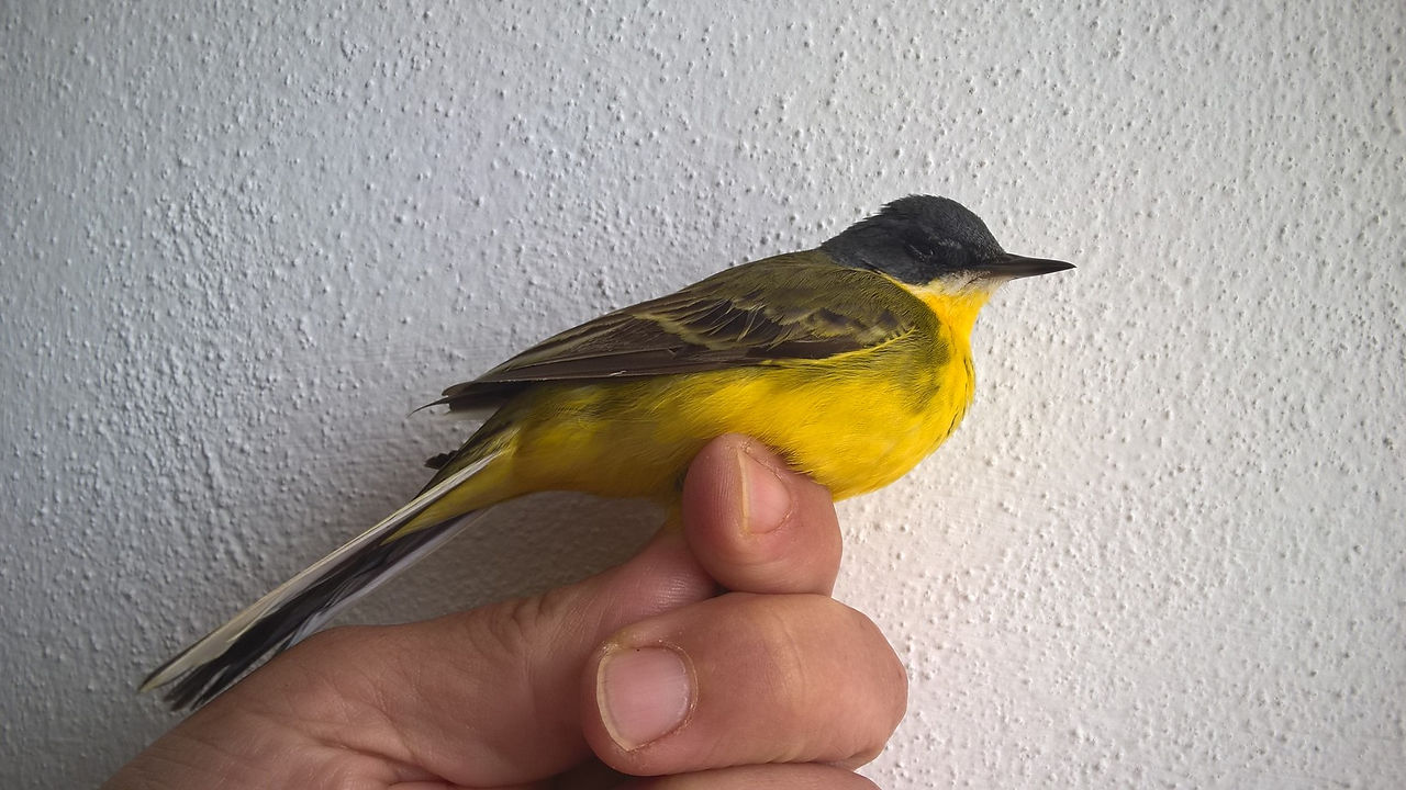 Motacilla flava (ssp thunbergi)