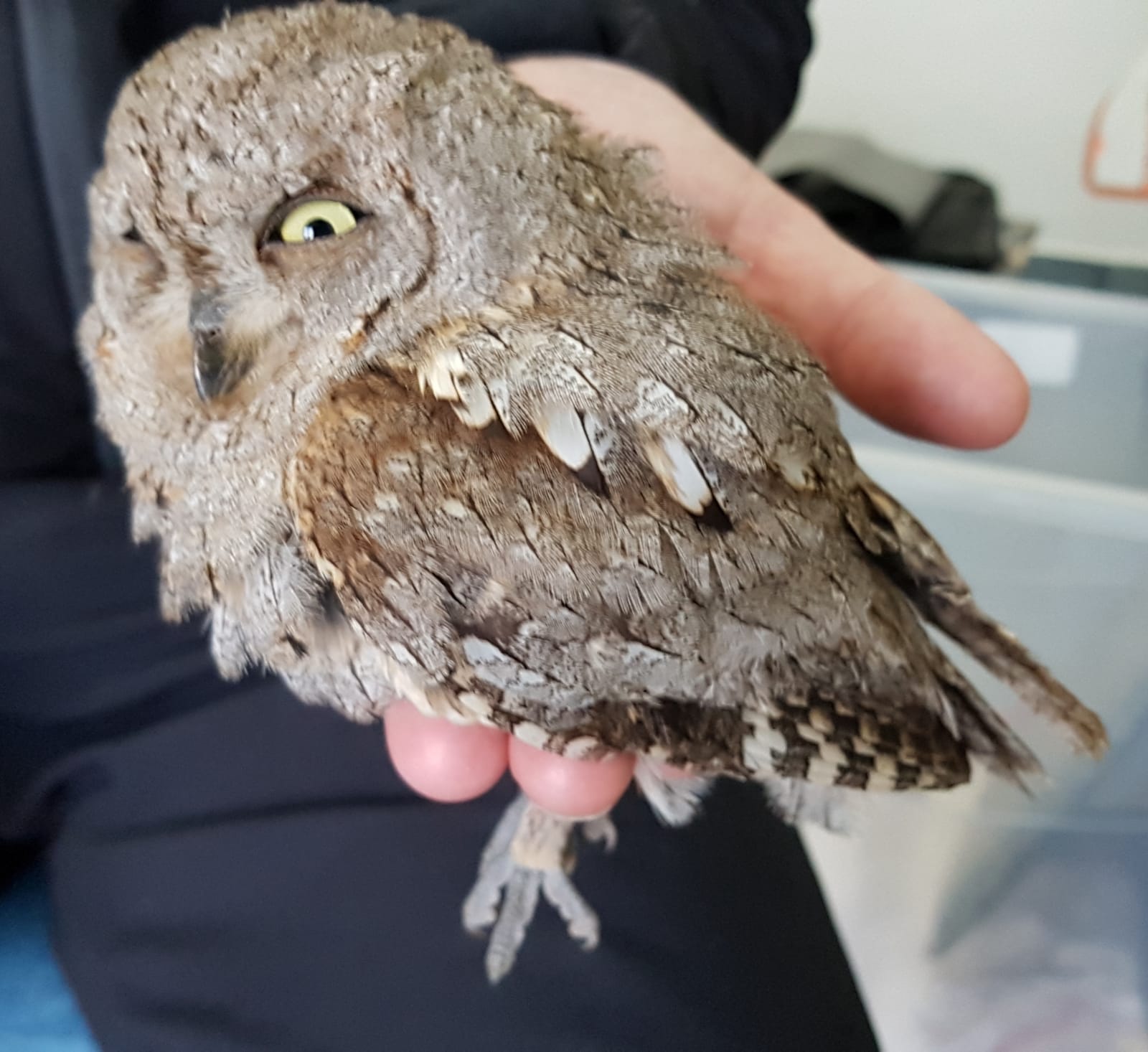 Otus scops