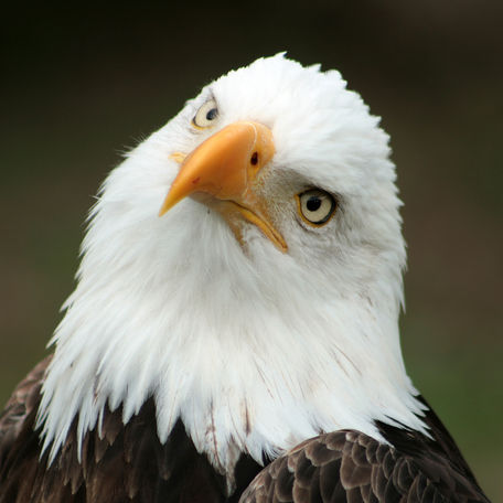 Il giorno dedicato agli Uccelli d'America! American Bird day!