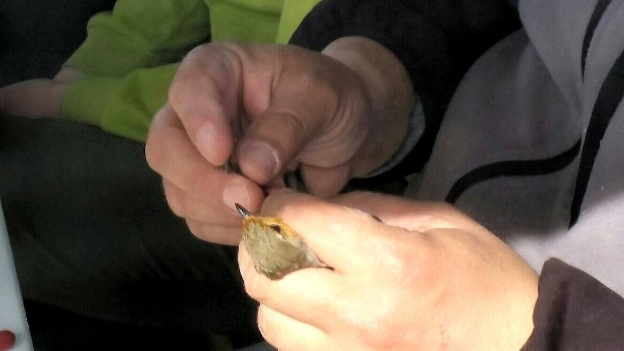 Erithacus rubecula (Linnaeus, 1758)