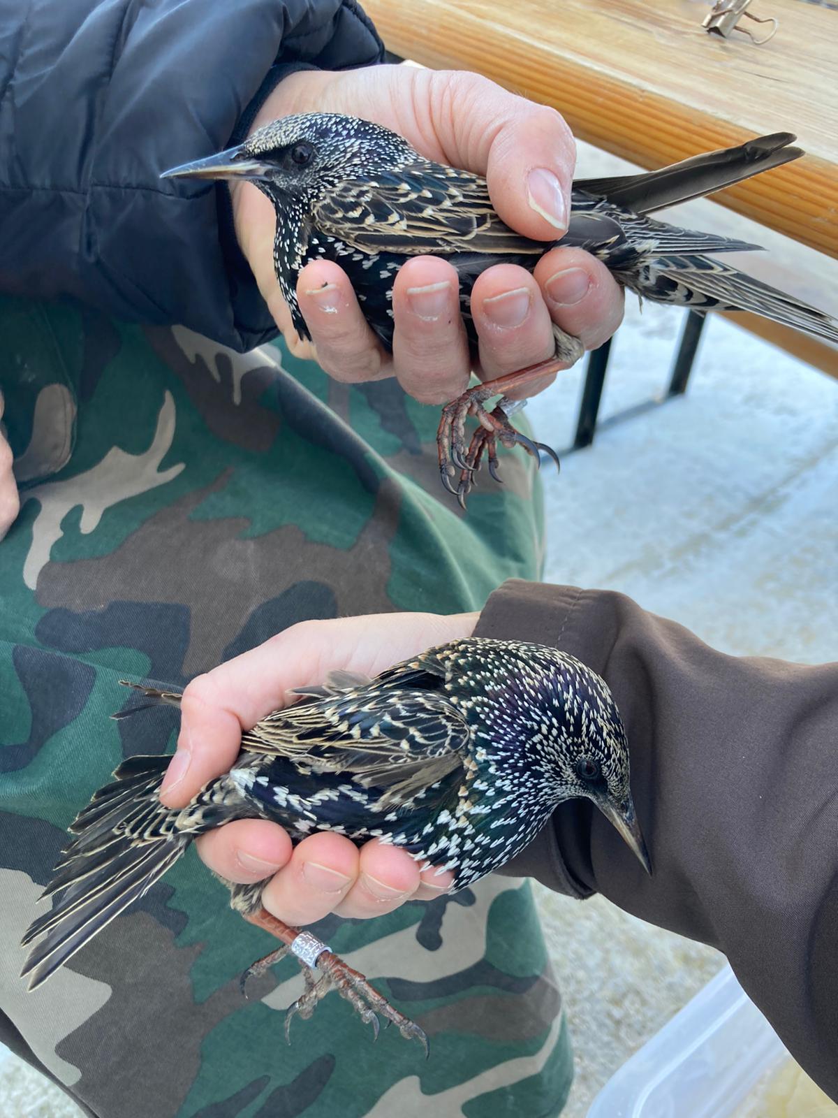 Sturnus vulgaris