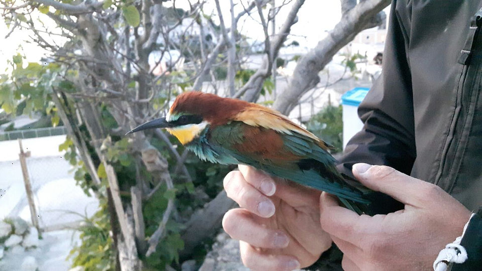 Merops apiaster