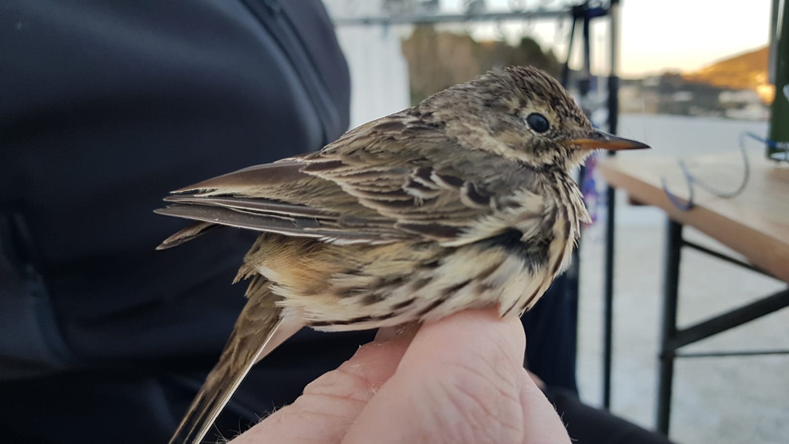 Anthus pratensis