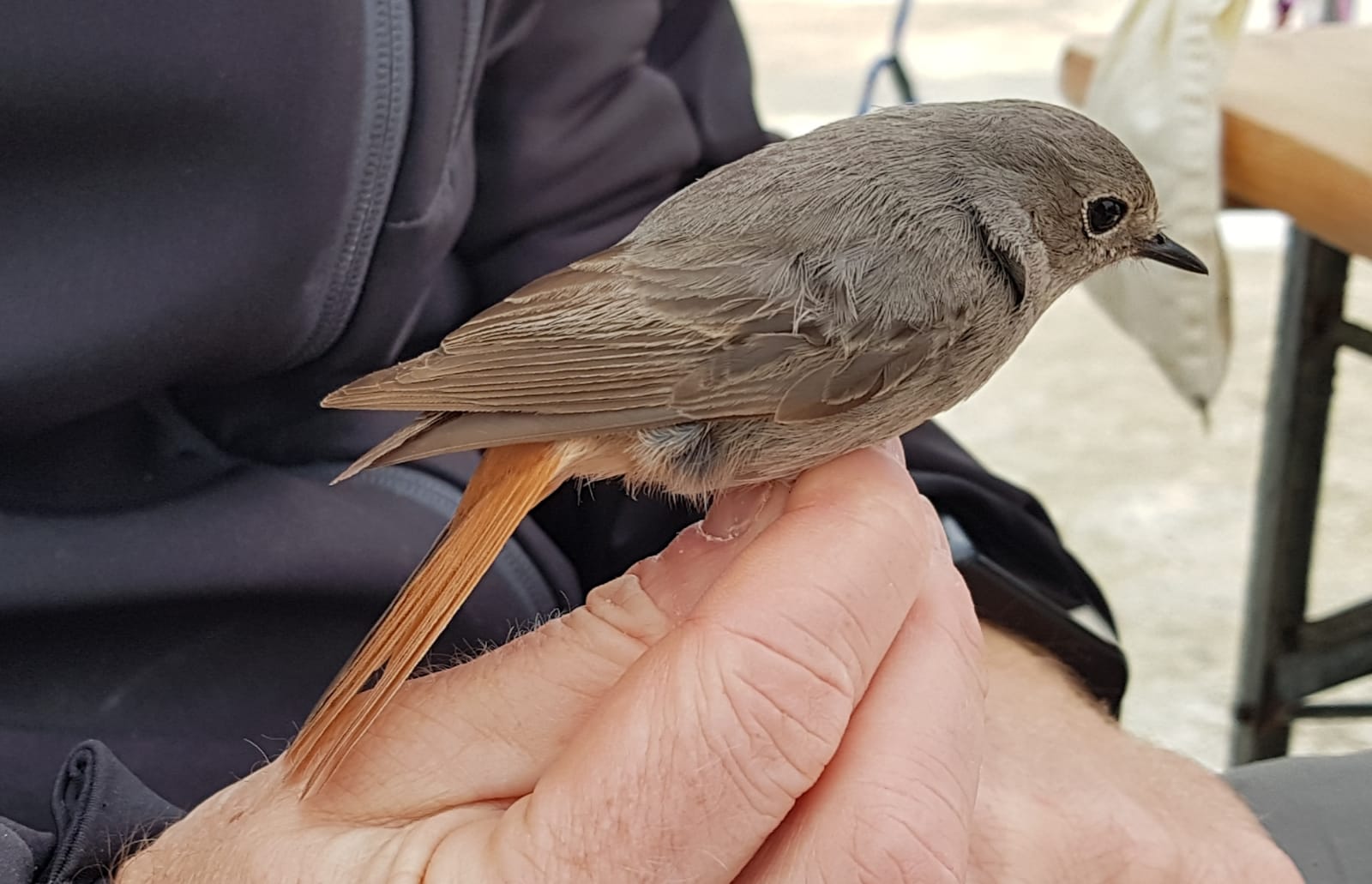 Phoenicurus ochruros