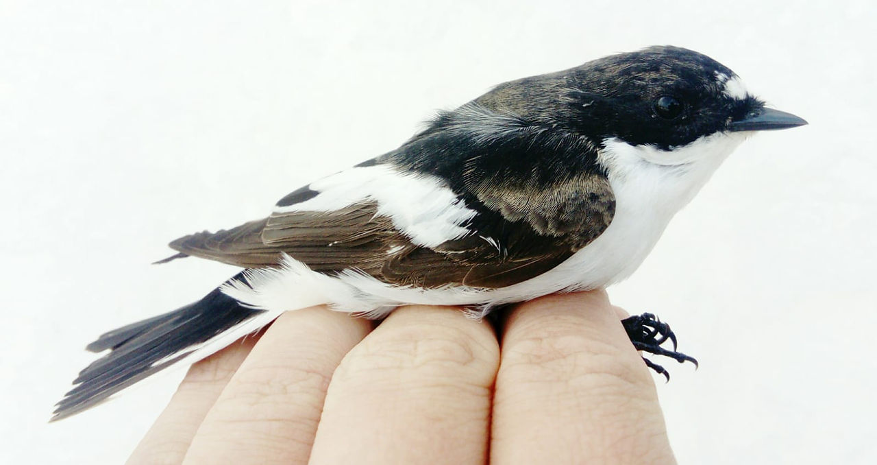 balia nera