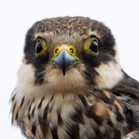 I nostri uccelli in foto. Our birds through photos.