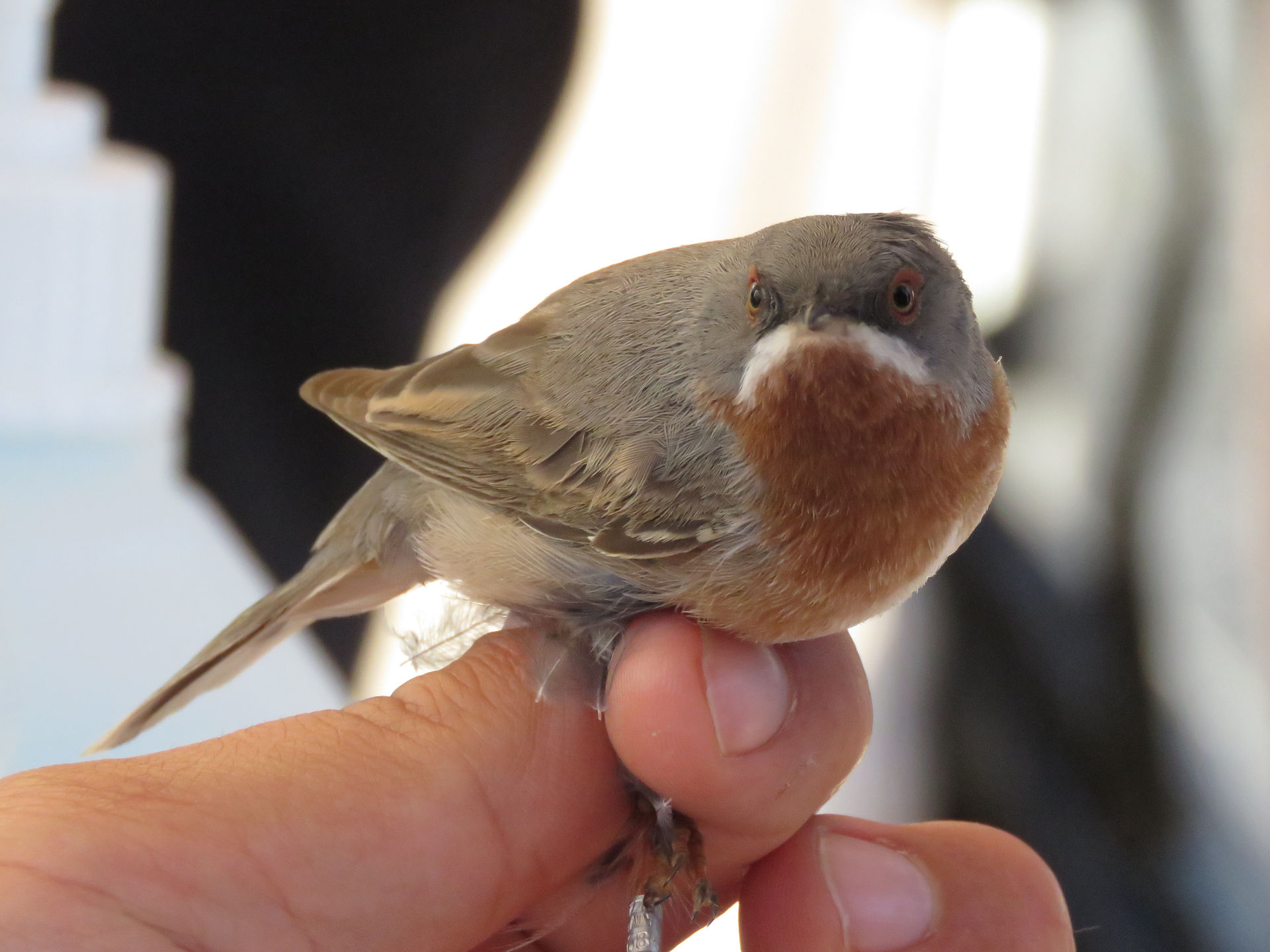 sterpazzolina