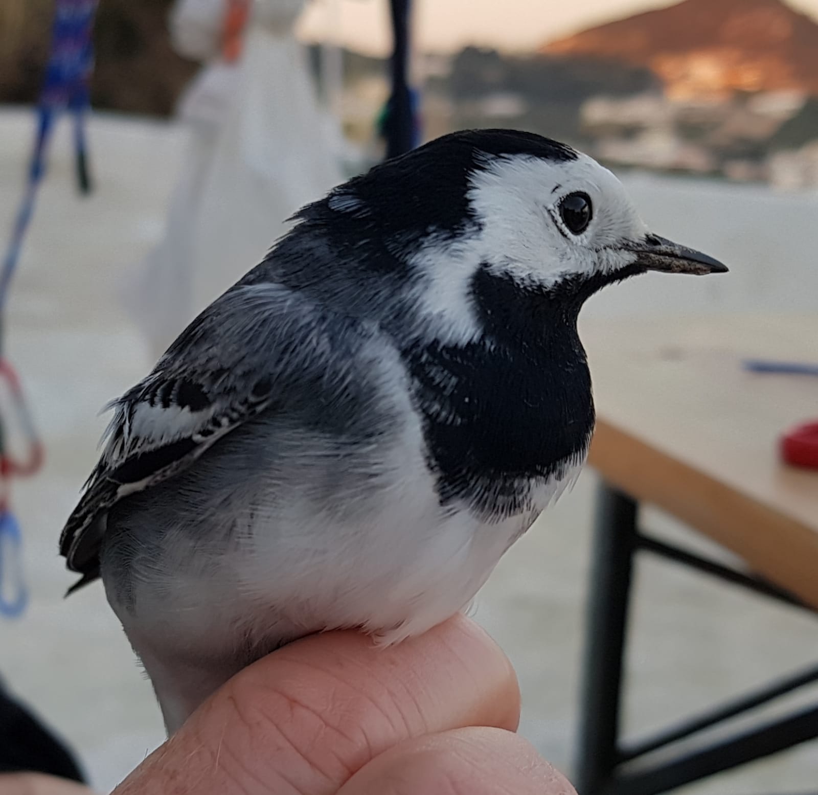 Motacilla alba