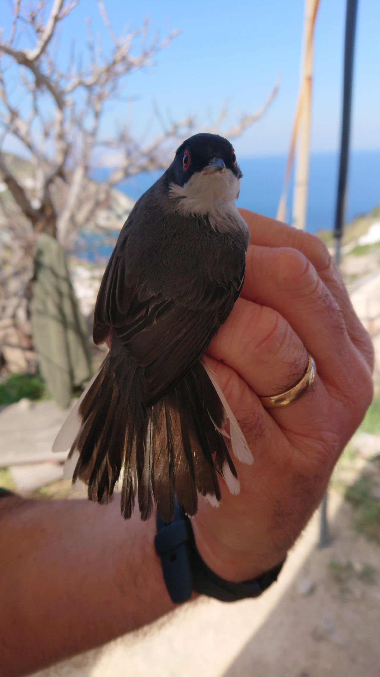occhiocotto