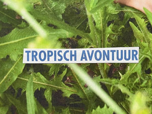 Tropisch Avontuur